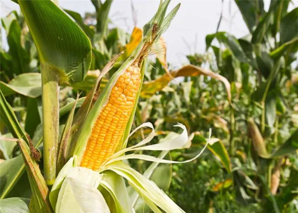 Что такое кукуруза — это фрукт, злак или овощ: разбираемся в вопросе и подробнее изучаем царицу полей. Кукуруза к какой культуре относится. 2