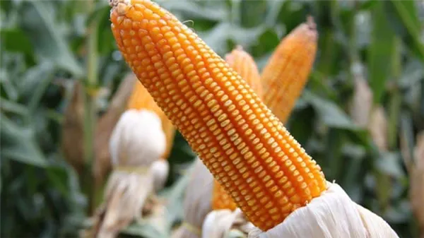 Что такое кукуруза - это фрукт, злак или овощ: разбираемся в вопросе и подробнее изучаем царицу полей