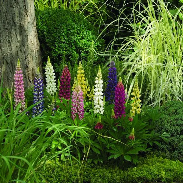 Люпин садовый: особенности выращивания и использование в ландшафтном дизайне. Как выглядит цветок люпин. 10
