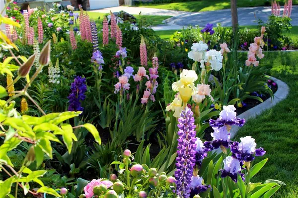 Люпин садовый: особенности выращивания и использование в ландшафтном дизайне. Как выглядит цветок люпин. 20