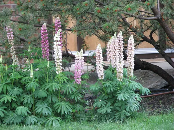 Люпин садовый: особенности выращивания и использование в ландшафтном дизайне. Как выглядит цветок люпин. 3