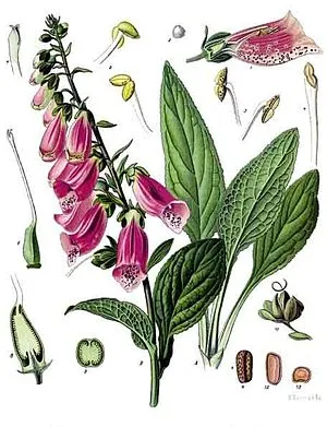 Digitalis purpurea - Köhler–s Medizinal-Pflanzen-053.jpg