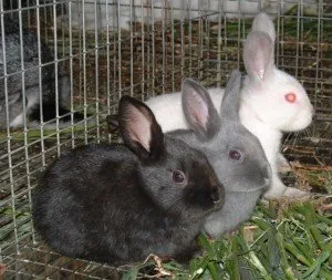 Фото кроликов в клетке летнего типа, groni.ru