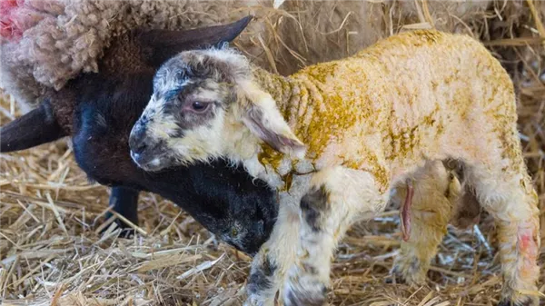Новорождённый ягнёнок (детеныш овцы)