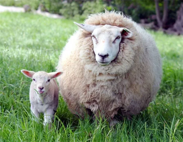 Детёныш овцы домашней