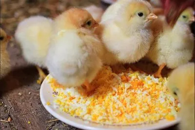 Чем кормить цыплят с первых дней жизни. Чем кормить цыплят с первых дней жизни. 2