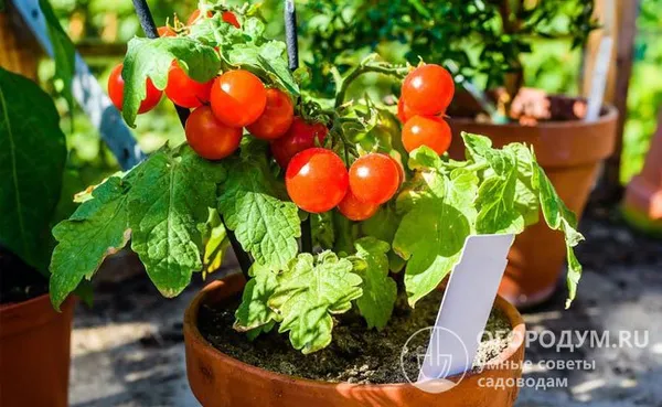 В комнатных условиях томатные кустики служат элементом декоративного озеленения, приносят небольшой, но очень вкусный урожай свежих овощей