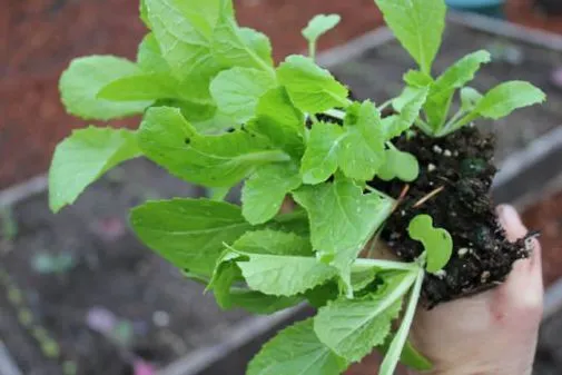 Выращивание пекинской капусты. Как вырастить пекинскую капусту. 5