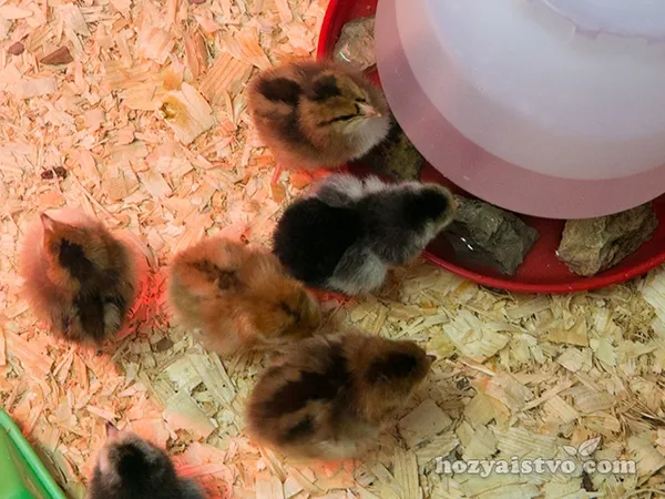 Автоматическая поилка для цыплят