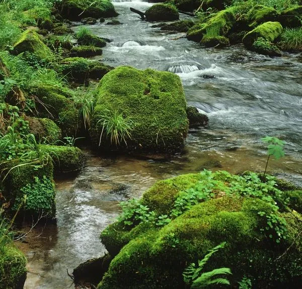 Высокая влажность и регулярные подъемы воды в ручьях также способствуют распространению мхов