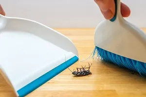 Раз и навсегда: как избавиться от тараканов. Как бороться с тараканами в квартире эффективные методы. 2