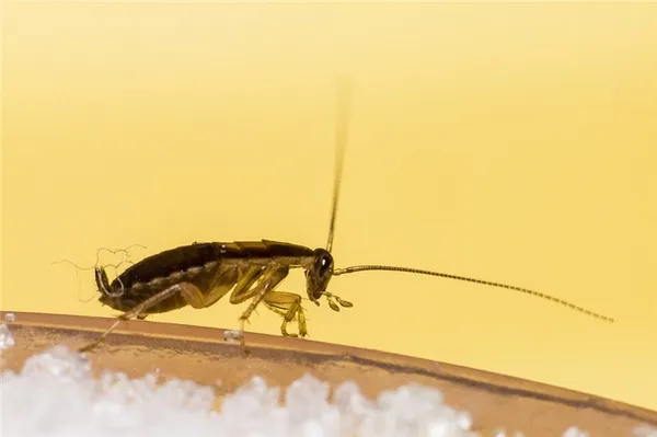 Раз и навсегда: как избавиться от тараканов. Как бороться с тараканами в квартире эффективные методы. 3
