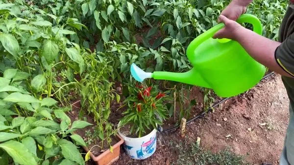 Эффективный садовый разбрызгиватель из ПП труб и ПЭТ бутылок. Как сделать распылитель воды своими руками. 3