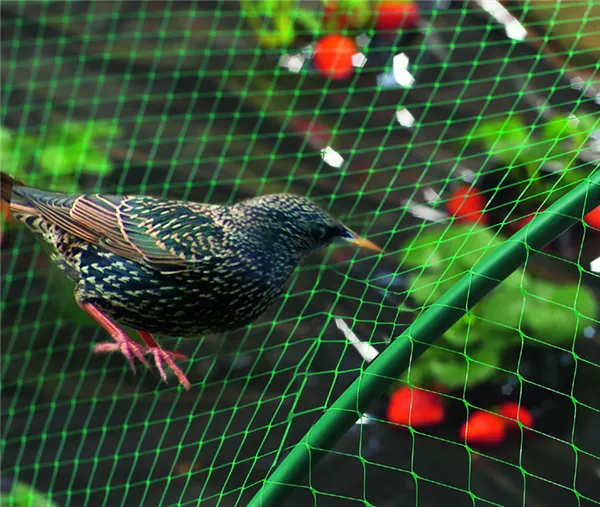 Защита клубничной грядки от птиц
