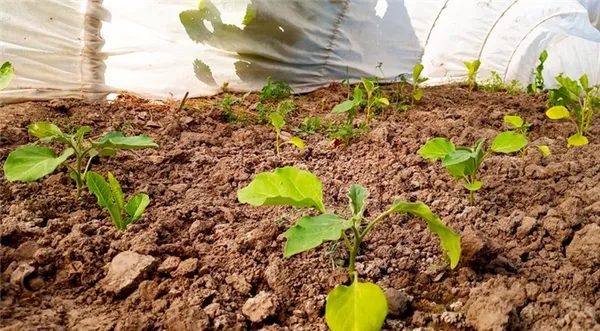 Как правильно выращивать баклажаны в открытом грунте. Как вырастить баклажаны и уход за ними. 2