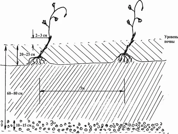 Схема посадки кустов