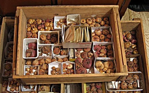 Хранение луковиц гладиолусов в коробках