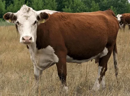 Ферма по разведению симментальской породы коров