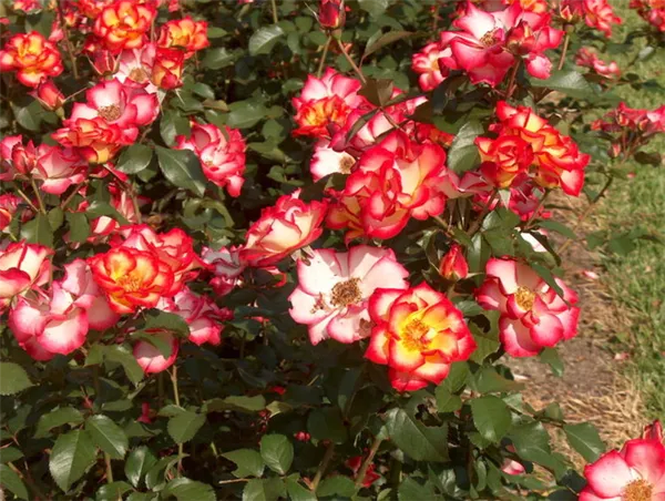 Гибрид с пряным ароматом или просто мускусная роза — что это такое, а также описание сортов. Мускусные розы что это такое. 3