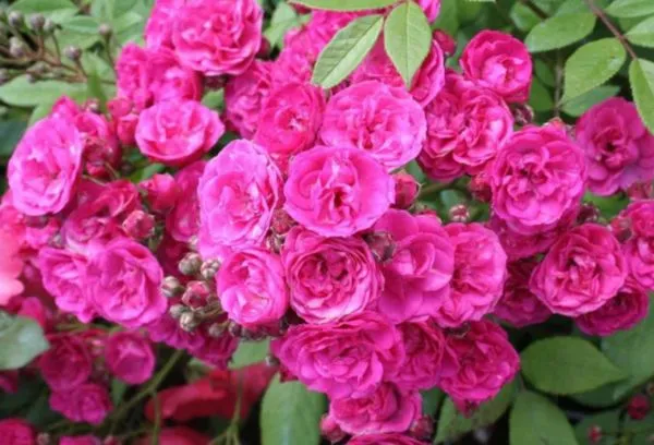Мускусная роза насыщенная розовая