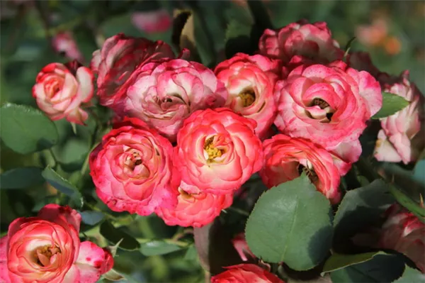 Гибрид с пряным ароматом или просто мускусная роза — что это такое, а также описание сортов. Мускусные розы что это такое. 4