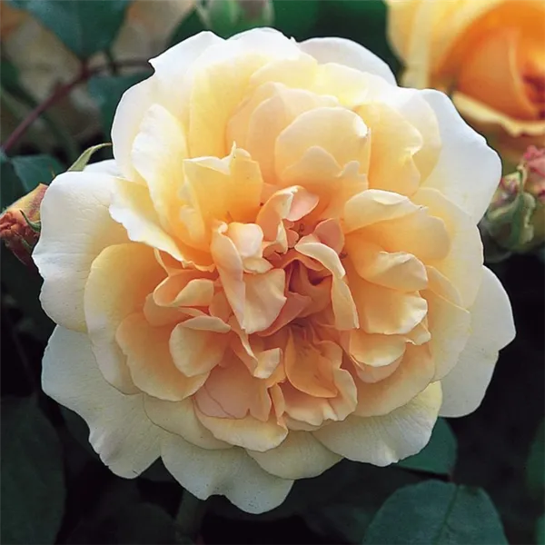 Гибрид с пряным ароматом или просто мускусная роза — что это такое, а также описание сортов. Мускусные розы что это такое. 7