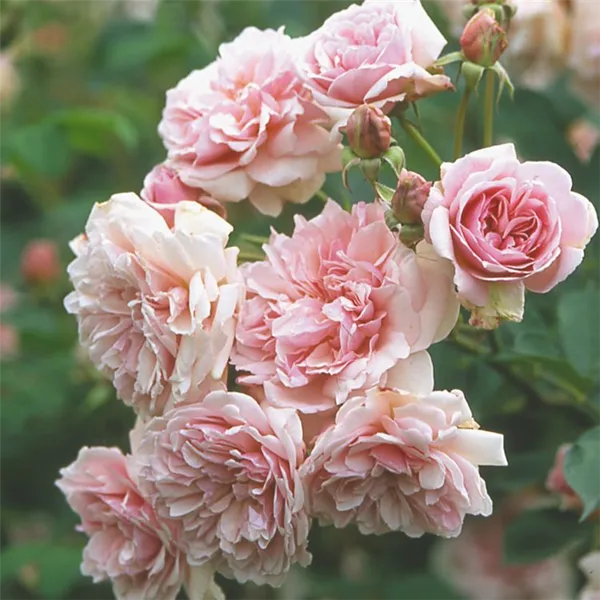 Гибрид с пряным ароматом или просто мускусная роза — что это такое, а также описание сортов. Мускусные розы что это такое. 6