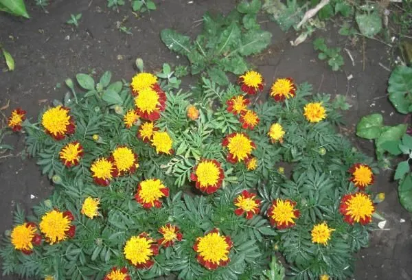 8 необычных бархатцев можно посадить в августе, чтобы они цвели до поздней осени. Бархатцы которые меняют цвет название. 5