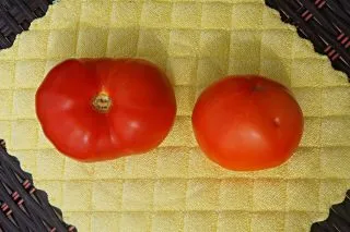 Томат «Гном Розелла Гигант» (Giant Dwarf Rosella Tomato)