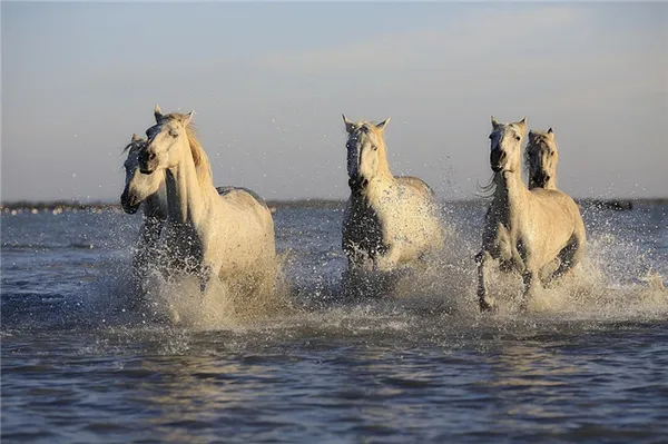 лошади скачут по воде