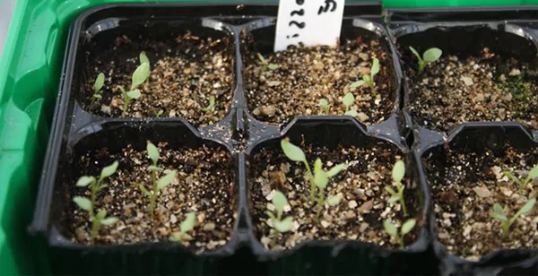 Выращивание сальпиглоссиса из семян. Когда сеять сальпиглоссис на рассаду. 6