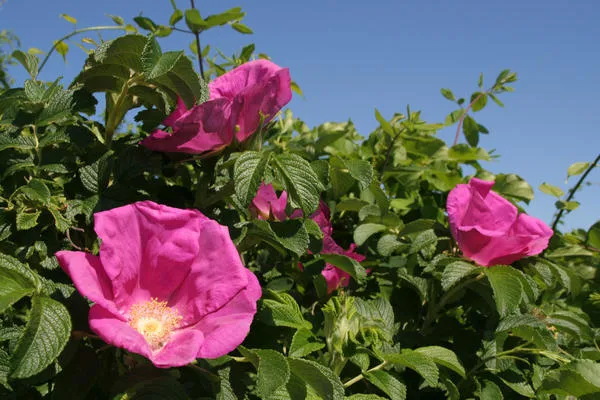 Своей выносливостью канадские розы обязаны р. морщинистой и р. арканзасской