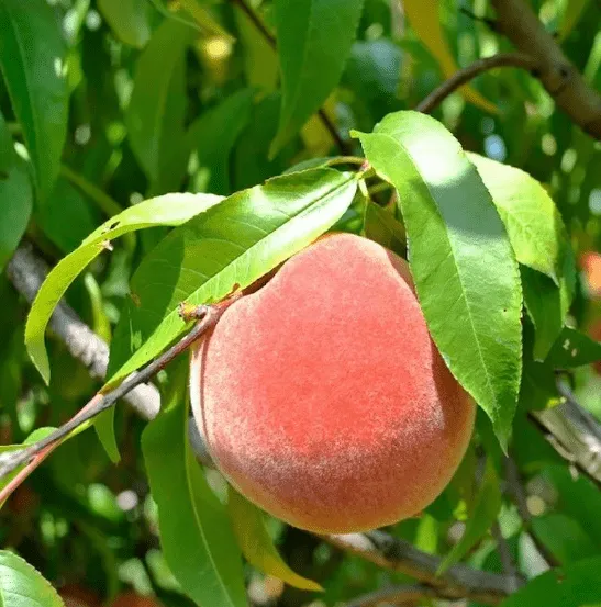 Отличия и сходства персиков и нектаринов. Чем отличается персик от нектарина. 3