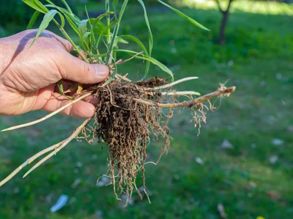 Весенние растения пырея, как зелёная часть, так и корни, не только максимально насыщены полезными веществами