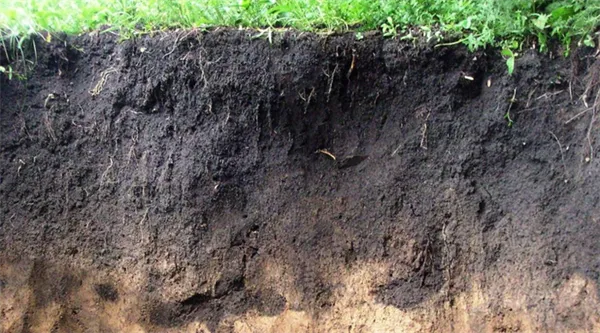 Черноземные почвы. Что растет на черноземе. 2