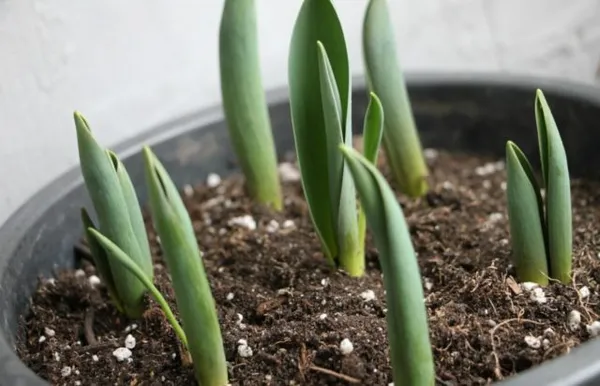 Как вырастить тюльпаны из семян своими руками от семечка до цветка. Как вырастить тюльпаны из семян. 2