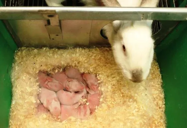 Сколько длится беременность у кроликов. Сколько длится беременность у кроликов. 3