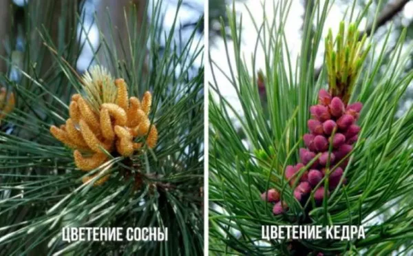 Различие цветения кедра и сосны