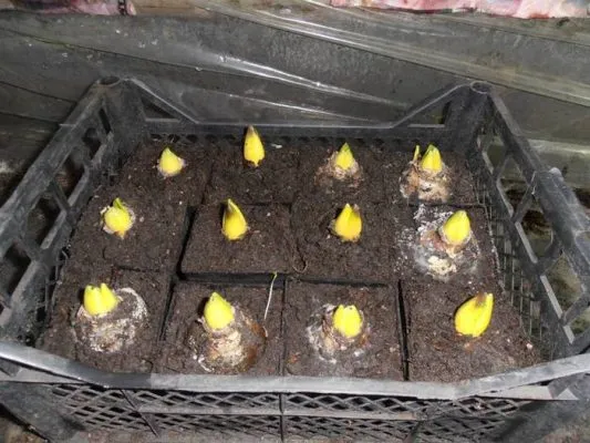 Проросшие луковицы гиацинтов