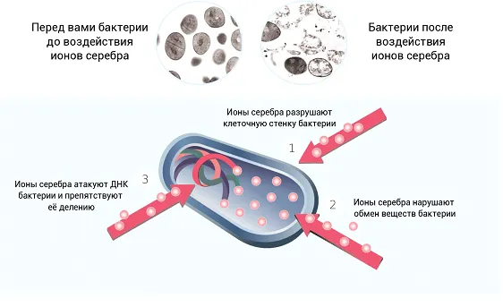Воздействие ионов серебра на микроорганизмы