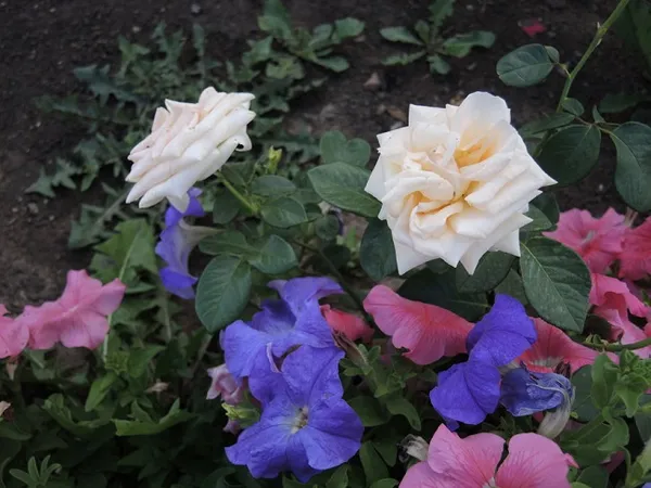 сочетание петунии и розы на одной клумбе