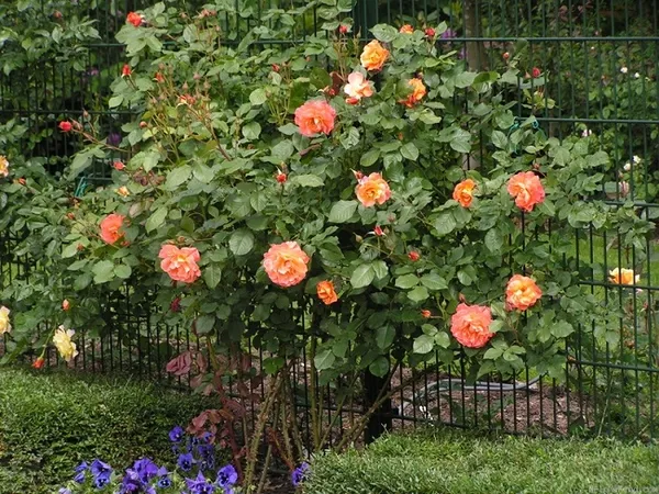 парковая роза вестерленд