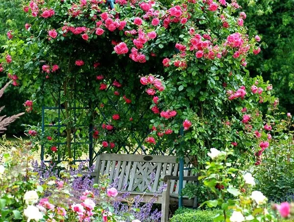 фото: Плетистые розы на беседке