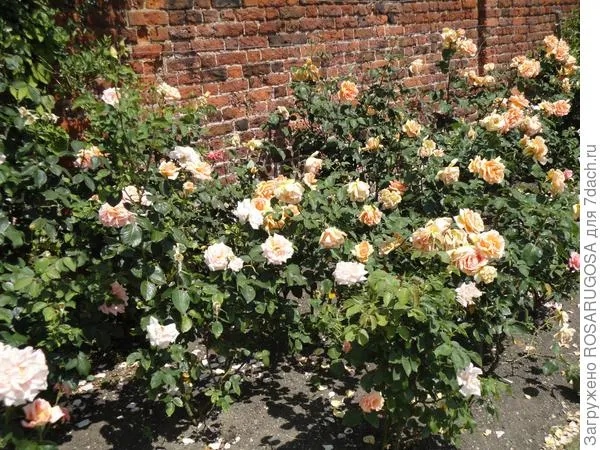 Розы положено высаживать на солнечных местах. Фото автора