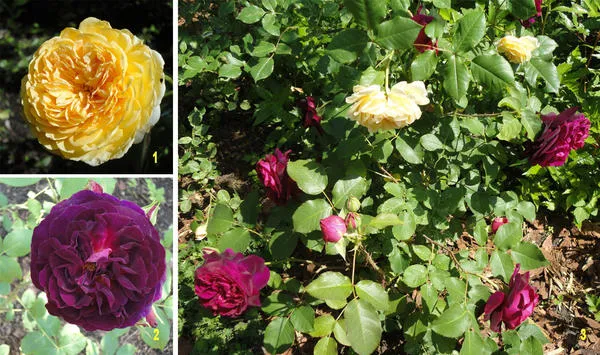 Какие цветы посадить, чтобы цвели все лето: 15 лучших вариантов
