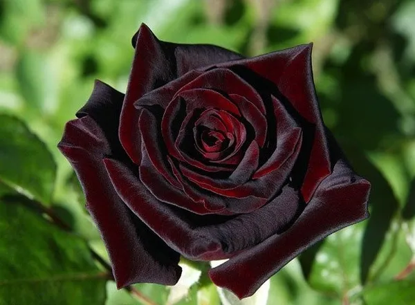 Черные розы. Как выглядит черная роза. 6