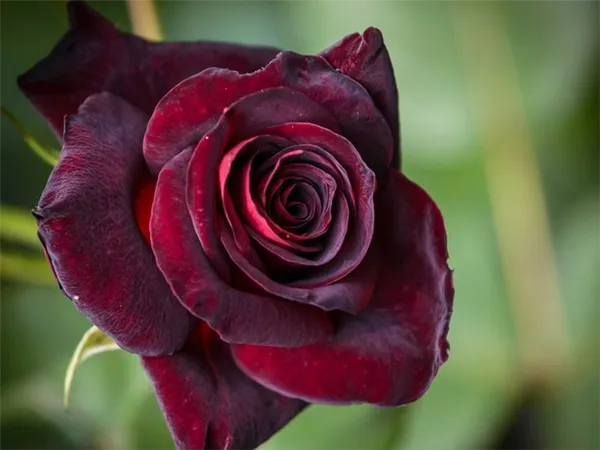 Черные розы. Как выглядит черная роза. 5