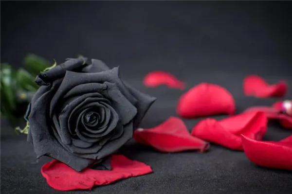 Крашенные черные розы