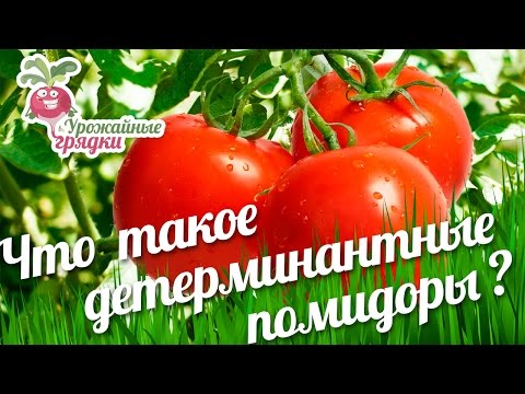 Характеристика 8 видов детерминантного сорта томатов: что это такое, и как овощеводу получить желаемый урожай. Супердетерминантный сорт помидор что это. 9