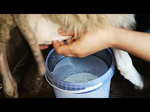Выбираем лучшие молочные породы овец для своей фермы. Сколько молока дает овца. 15